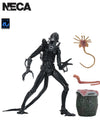 ALIENS ULTIMATE WARRIOR XENOMORPH (BLACK) 40TH ANNIVERSARY - 7" SCALE ACTION FIGURE - Front