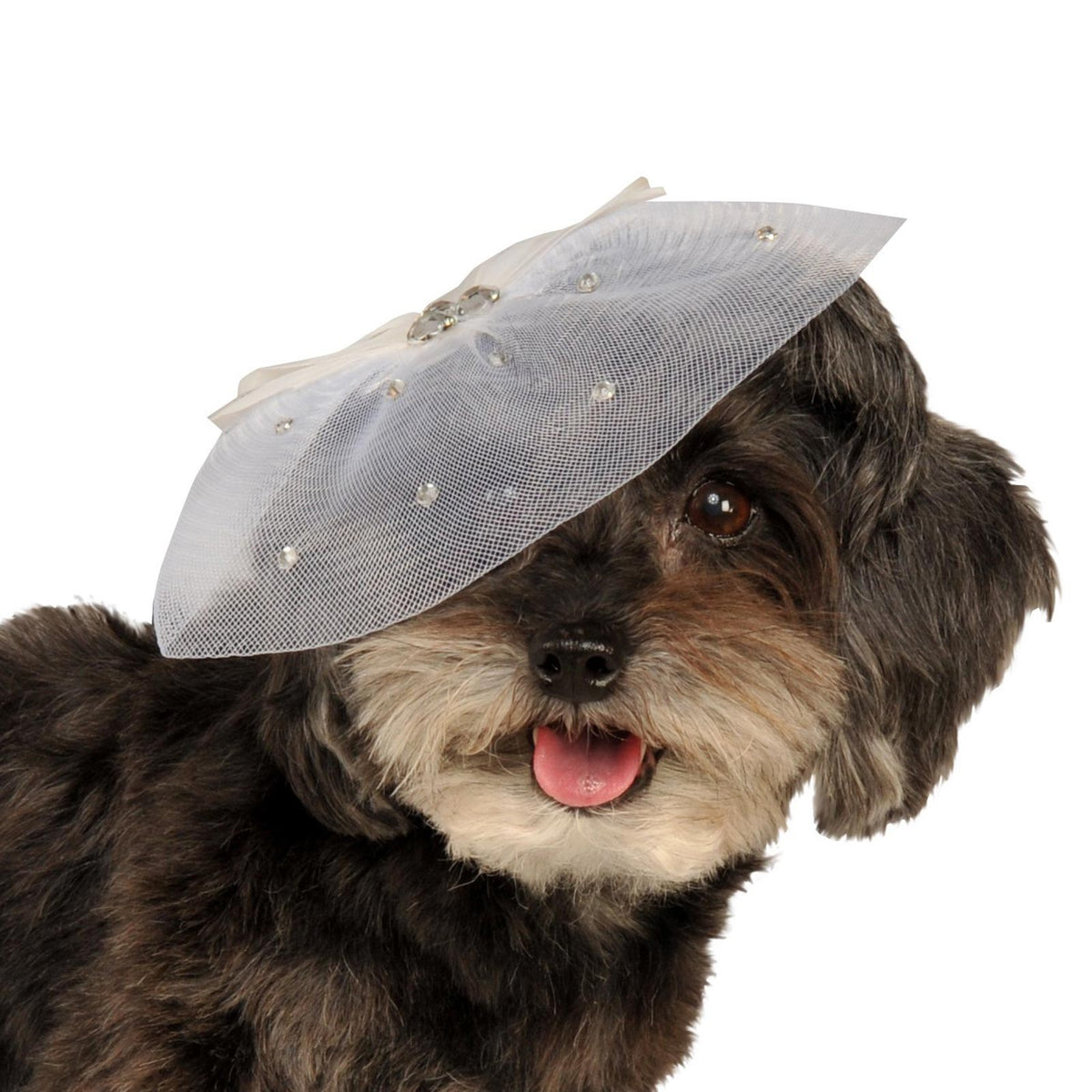 FANCY FORMAL HAT, PET - Back