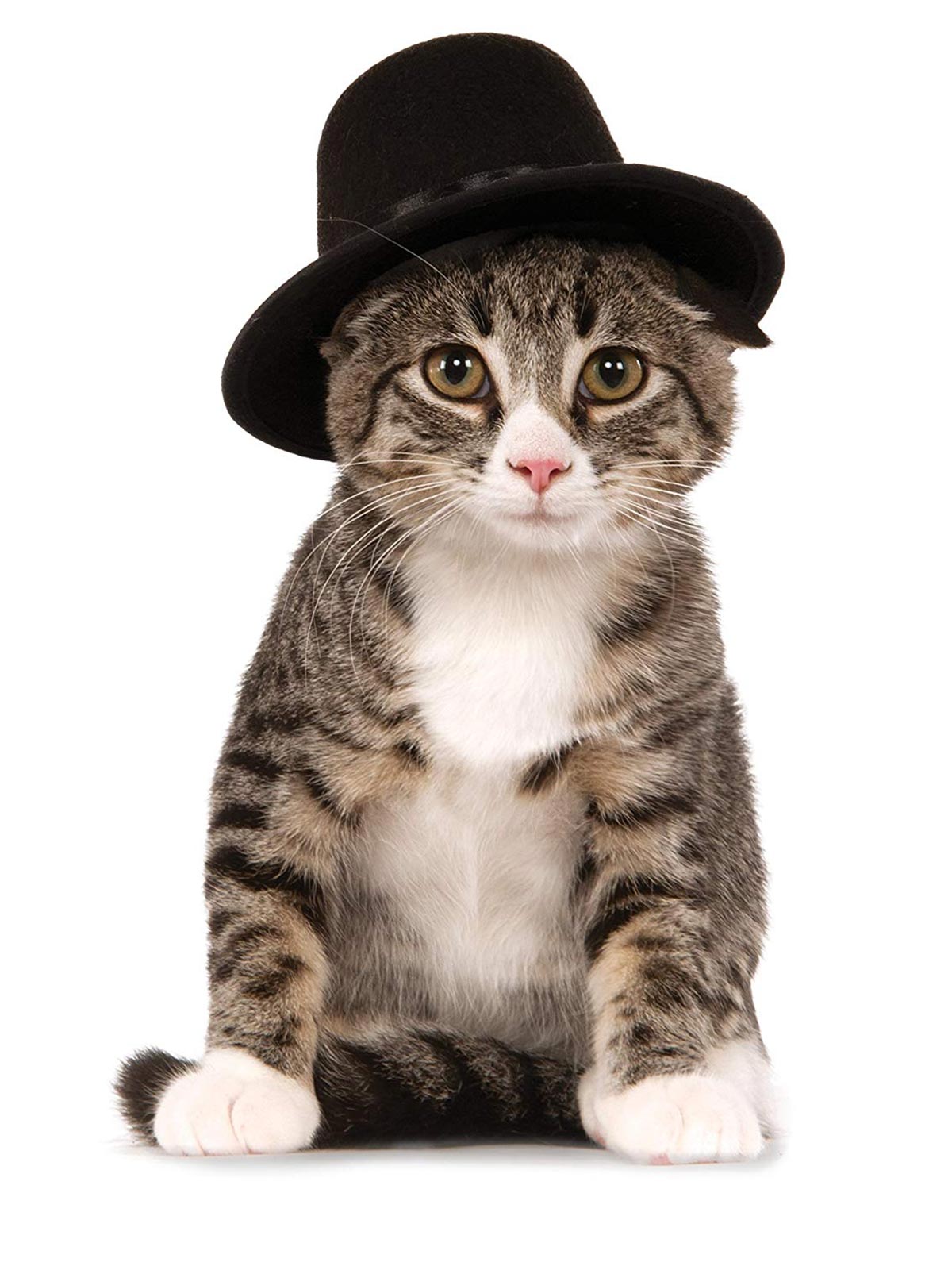 TOP HAT, PET - Back
